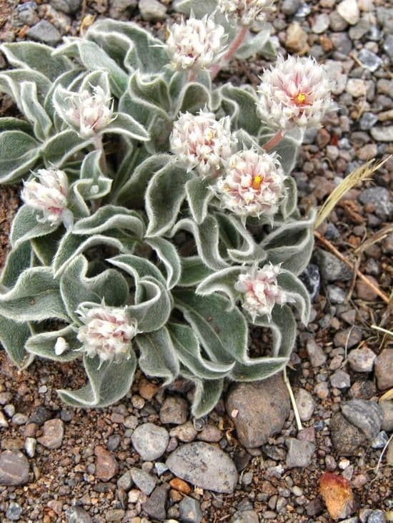 Gomphrena 6
