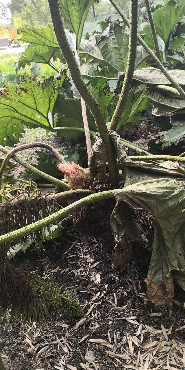 Gunnera tinctoria 22