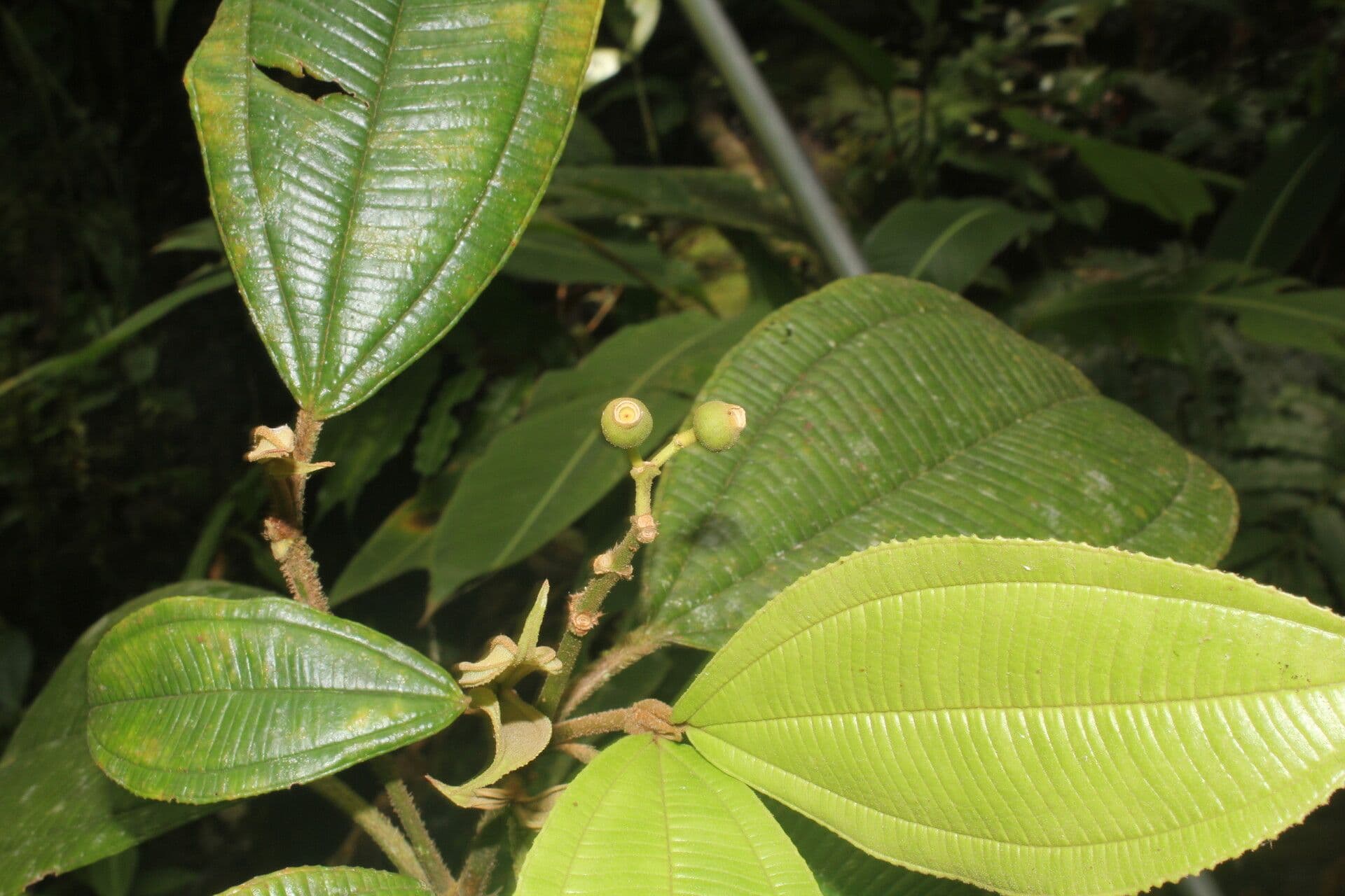 Miconia 5