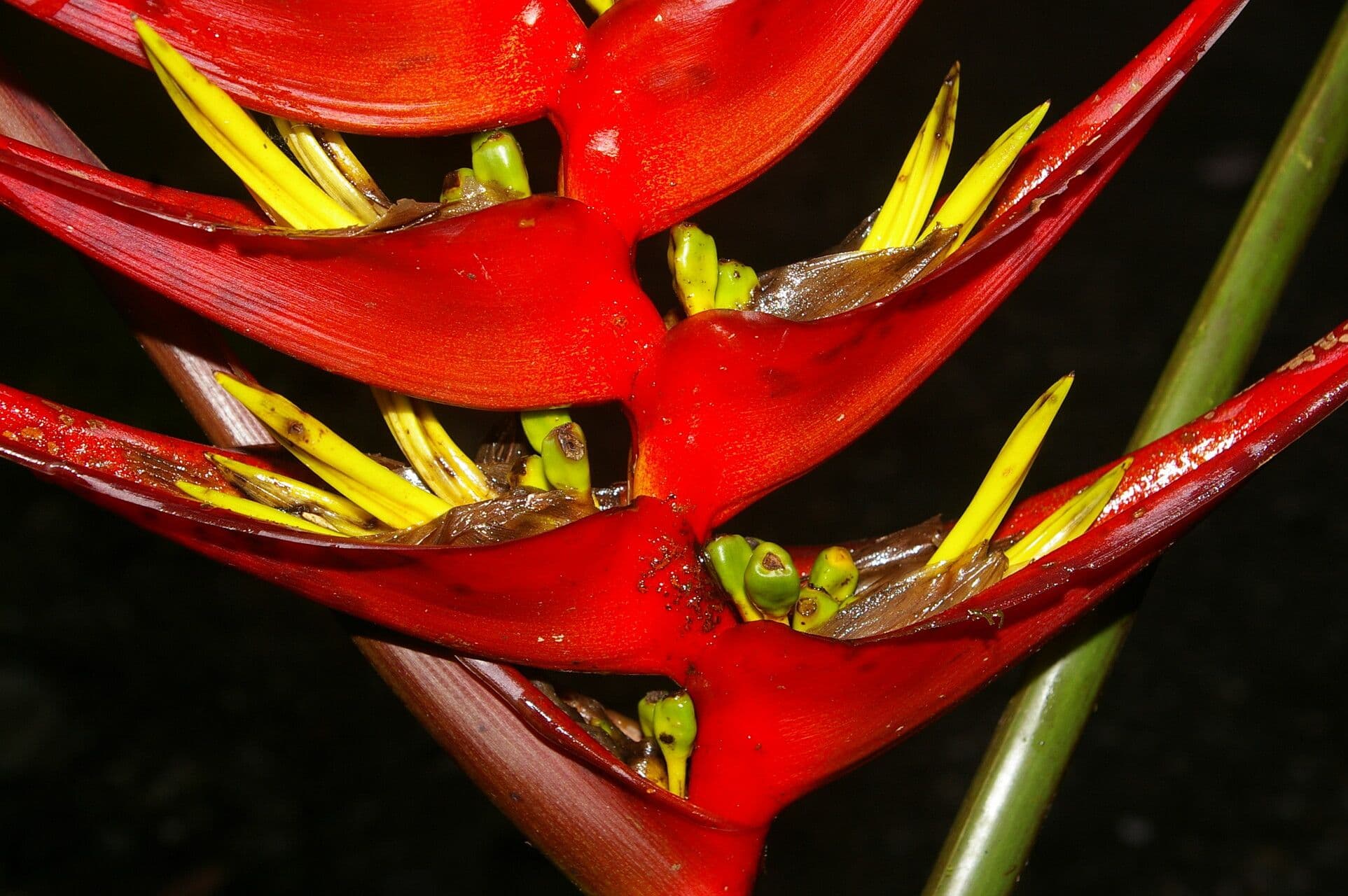 Heliconia di Lankester 2