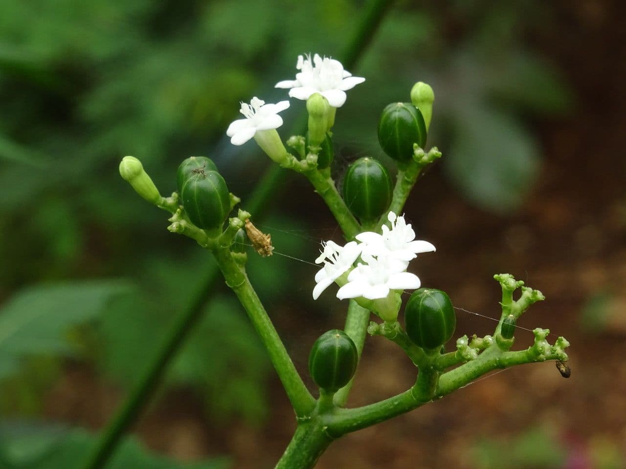 Chaya 9