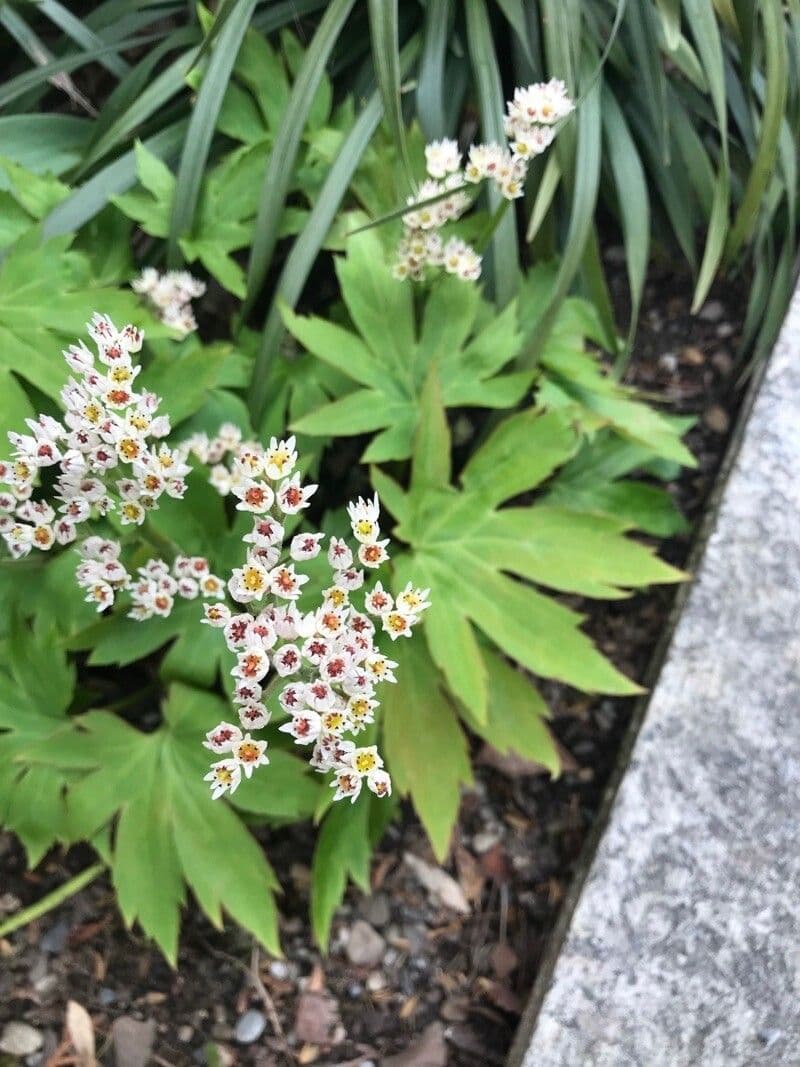 Mukdenia rossii 5
