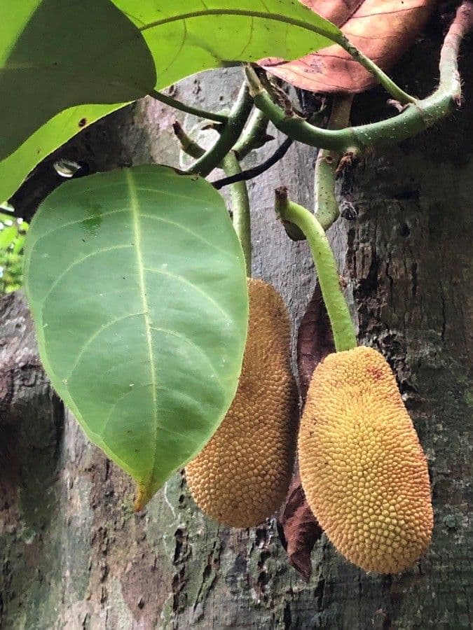 Jackfruit 3