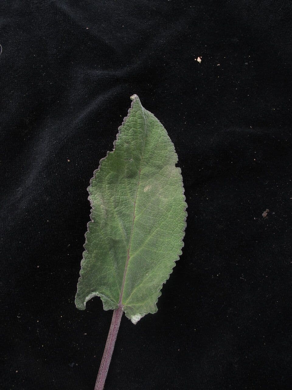 Salvia 5