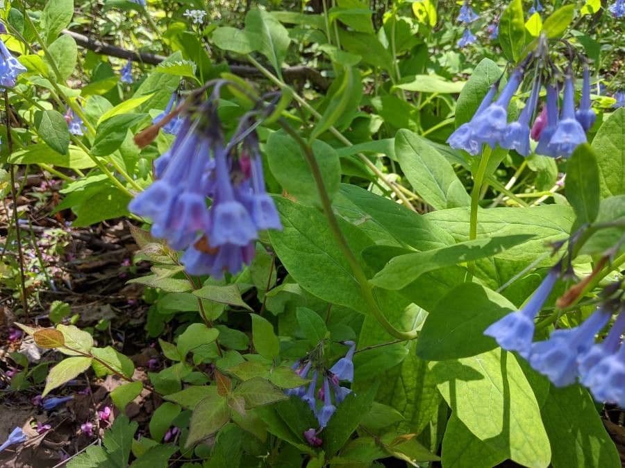 Virginisches Blauglöckchen 5