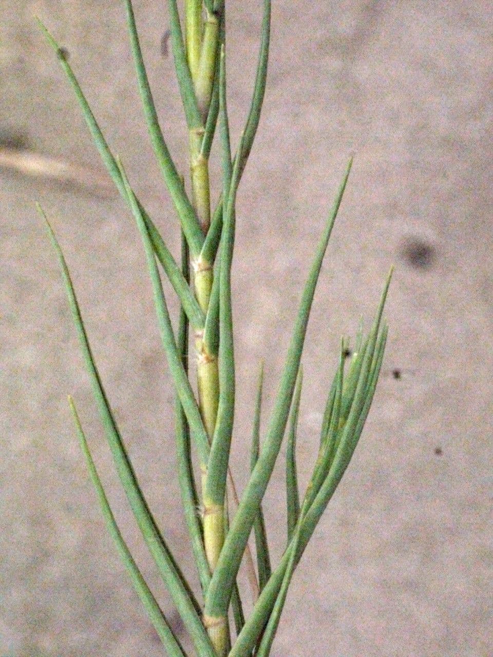 Sporobolus 21