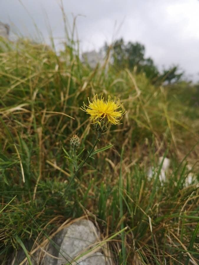 Felsen-Kornblume 4