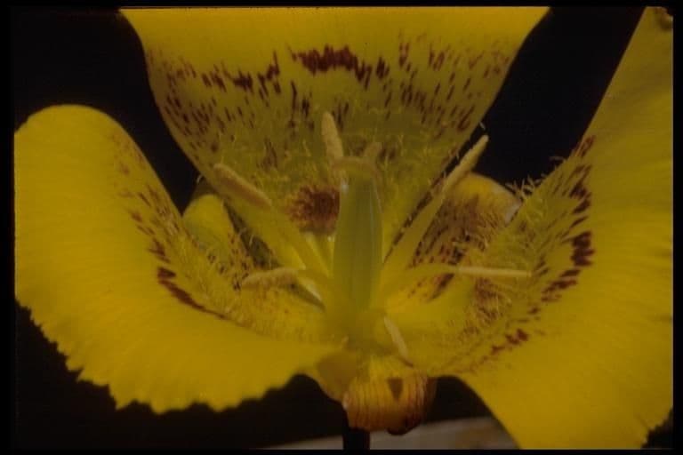 Calochortus luteus 13