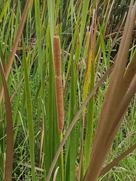 Totora 7