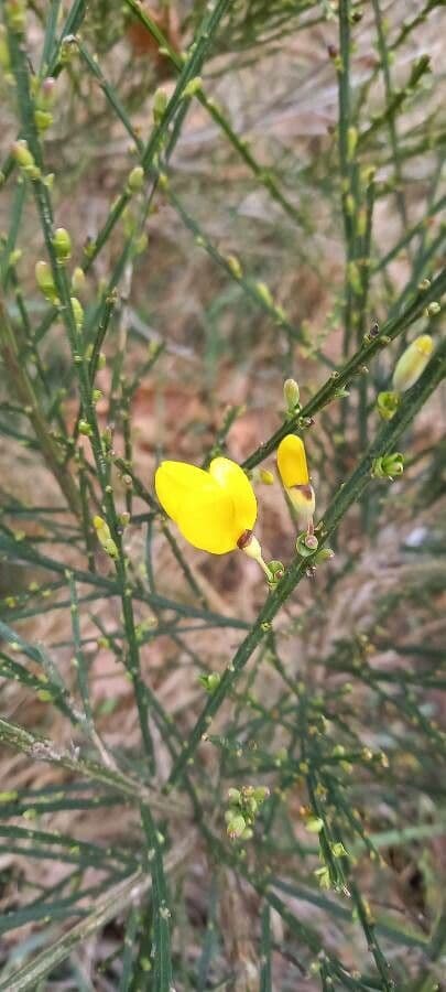 Viminaria giuncea 2