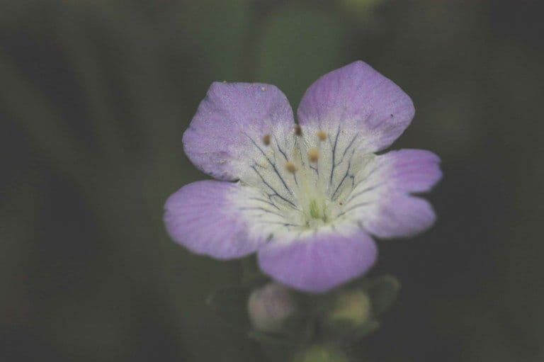 Phacelia