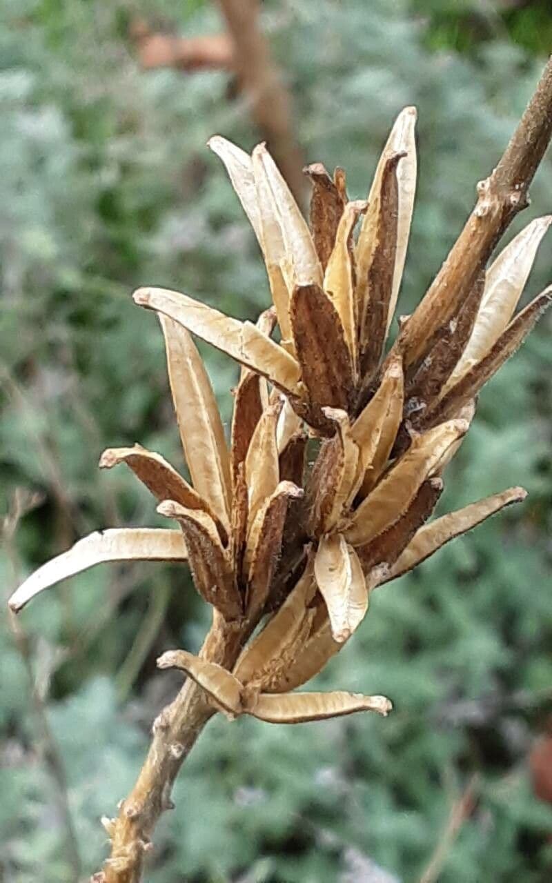 Enagra parviflora 24