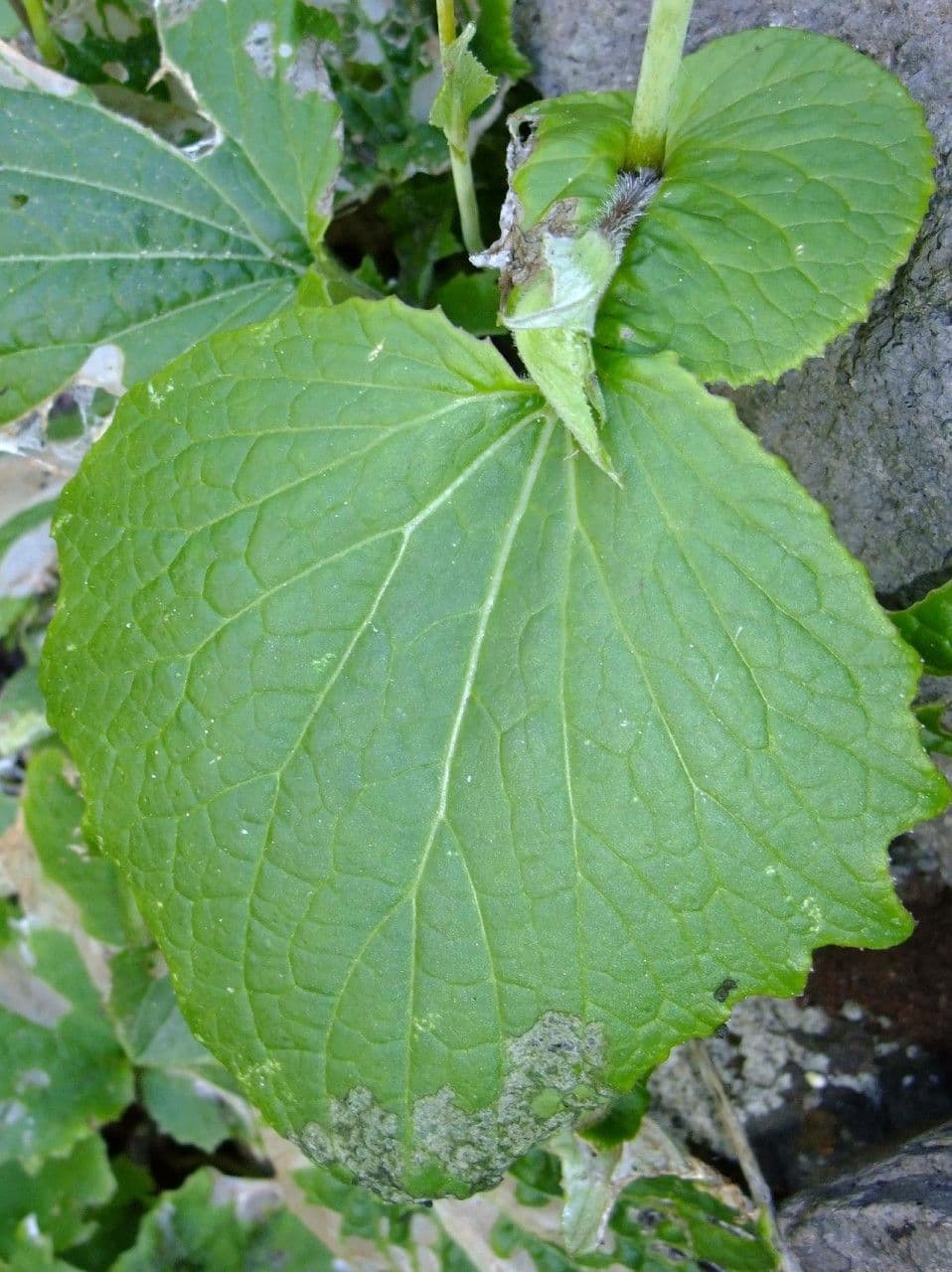 Pericallis 12