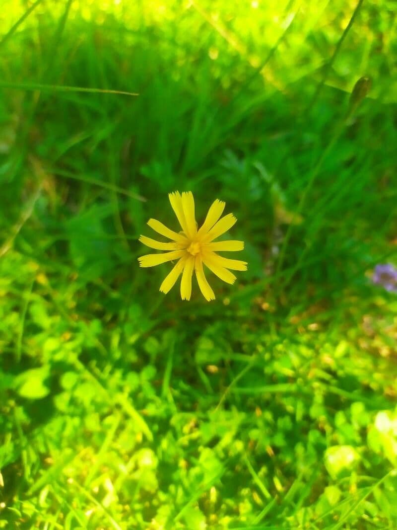 Radicchiella autunnale 7