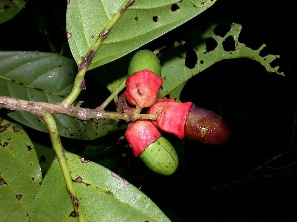 Mespilodaphne macrophylla 4