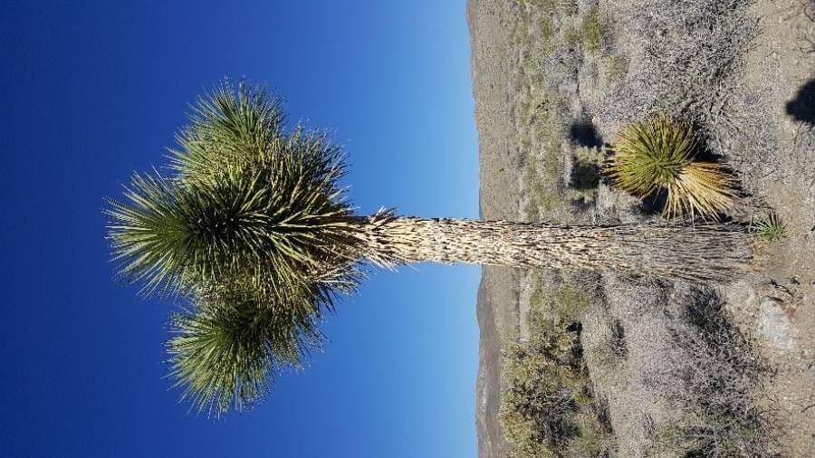 Yucca alta 21