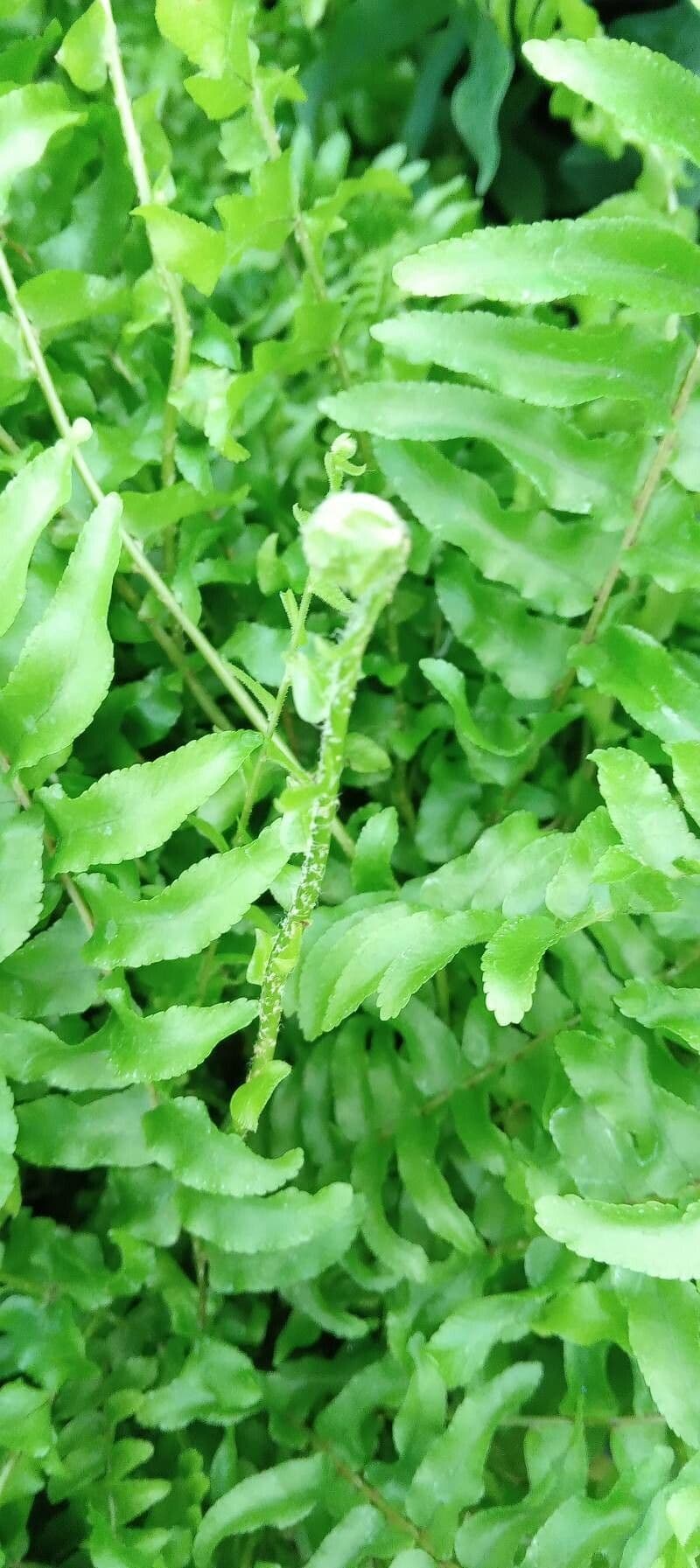 Nephrolepis exaltata 17
