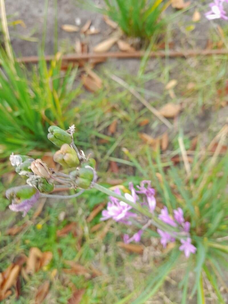 Tulbaghia 2