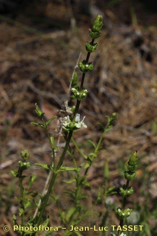 Sideritis