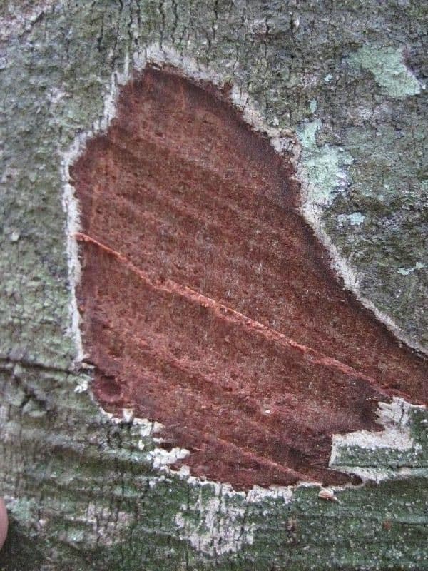 Leptobalanus 15