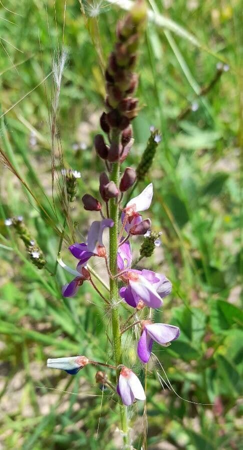Desmodium 2