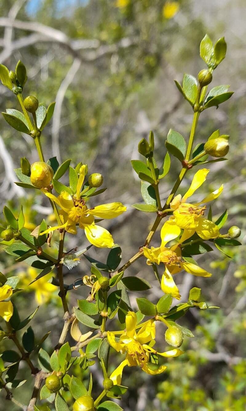 Buisson de créosote 5