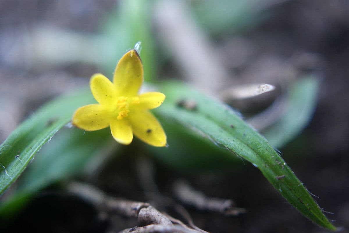 Hypoxis 4