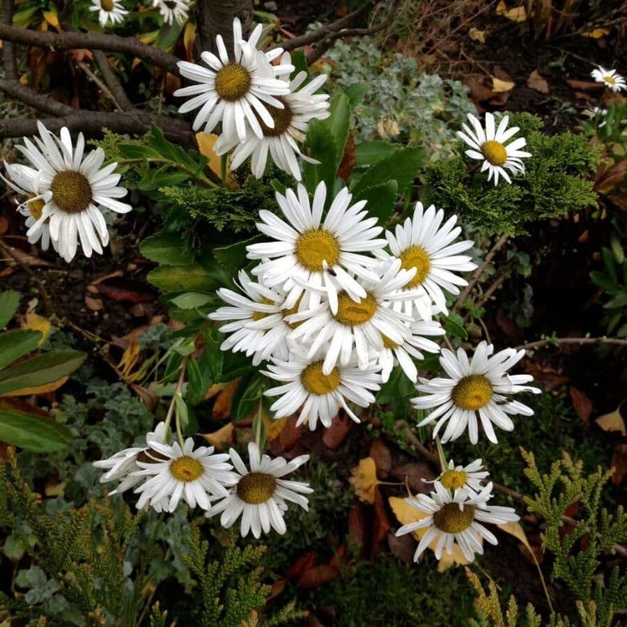 Aster lanceolato 8