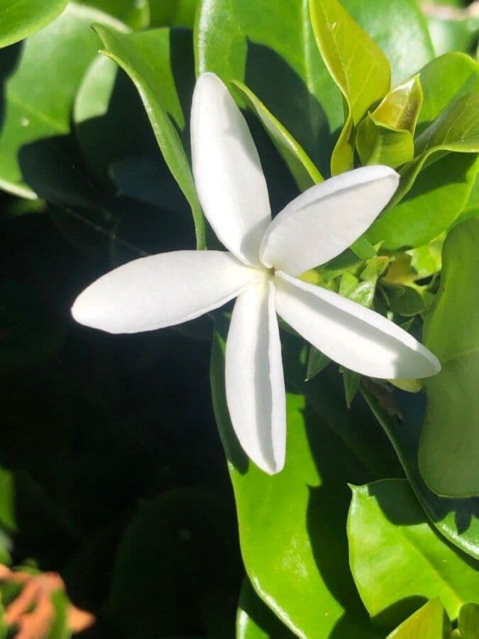 Susina del Natal 9