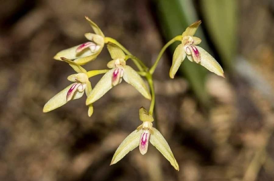Bulbophyllum