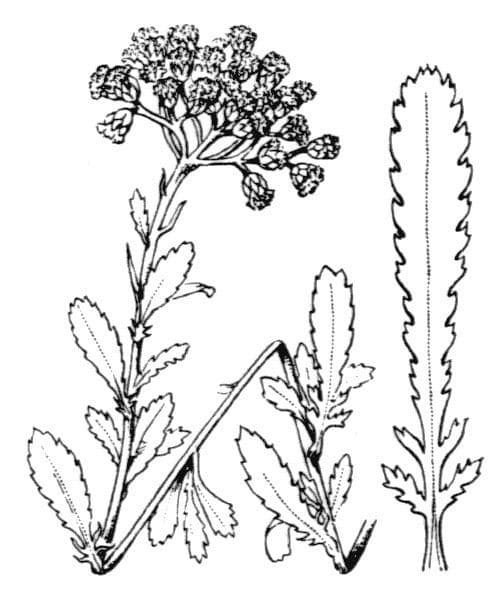 Achillea 21