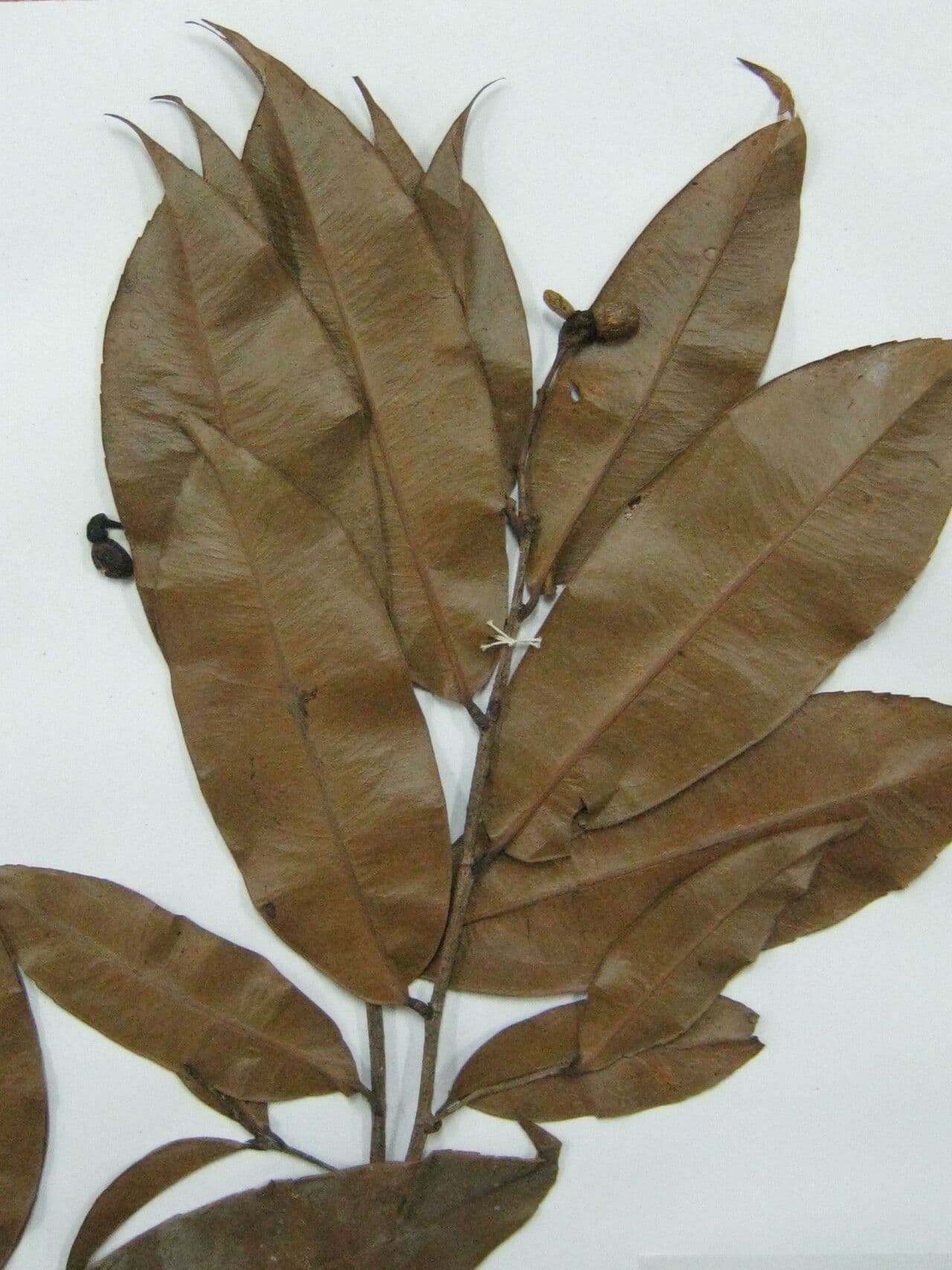Ouratea Candollea 3