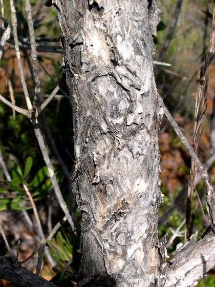 Melaleuca 21