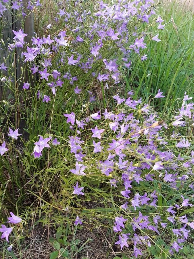 Campanula diffusa 12