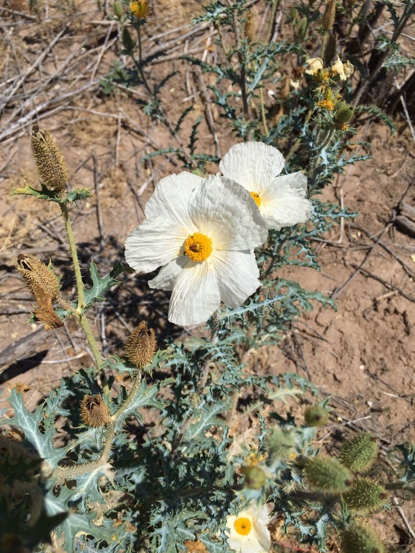 Stacheldistel 9