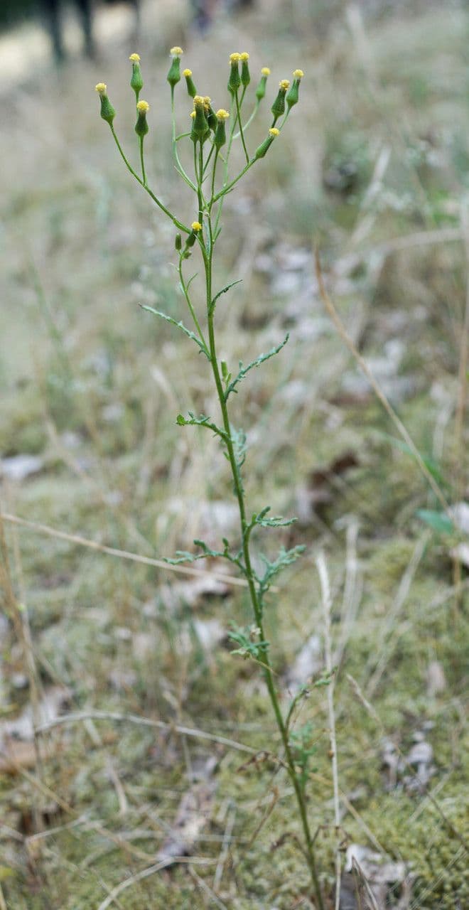 Senecio dei boschi 13