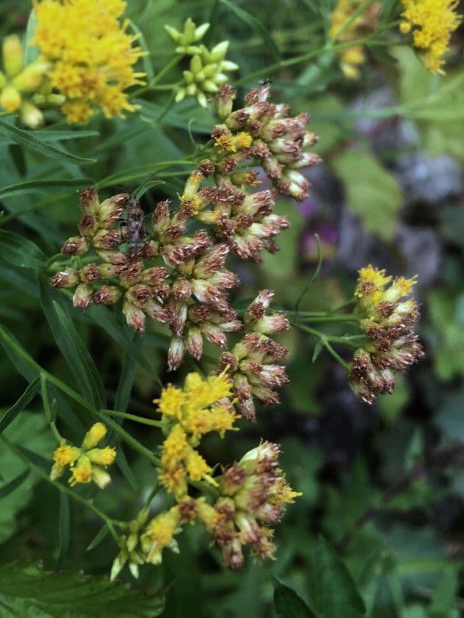 Euthamia graminifolia 5
