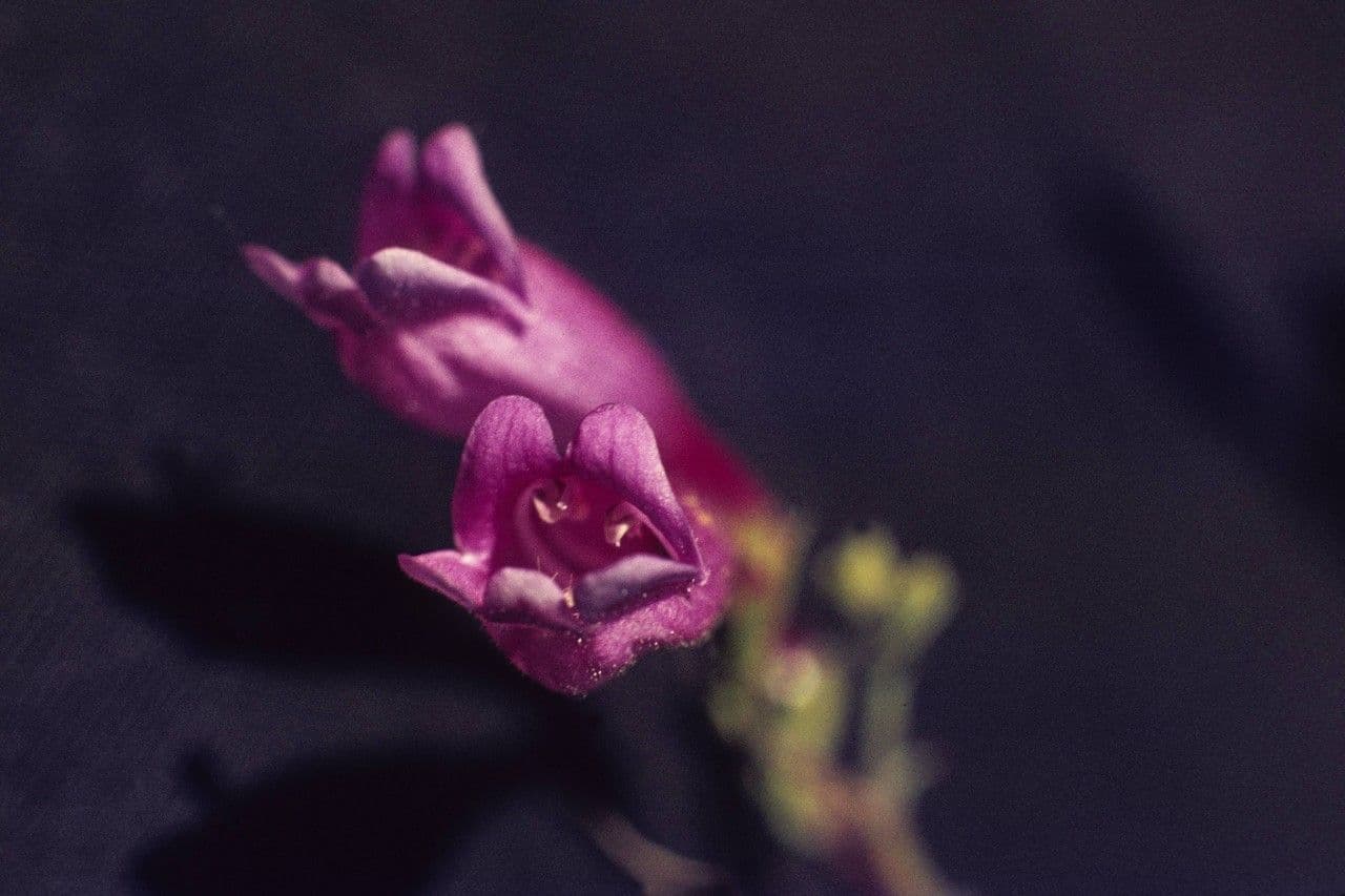 Richardsons Bartblume 4