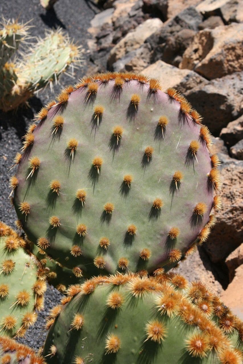 Chenille prickly-pear 9