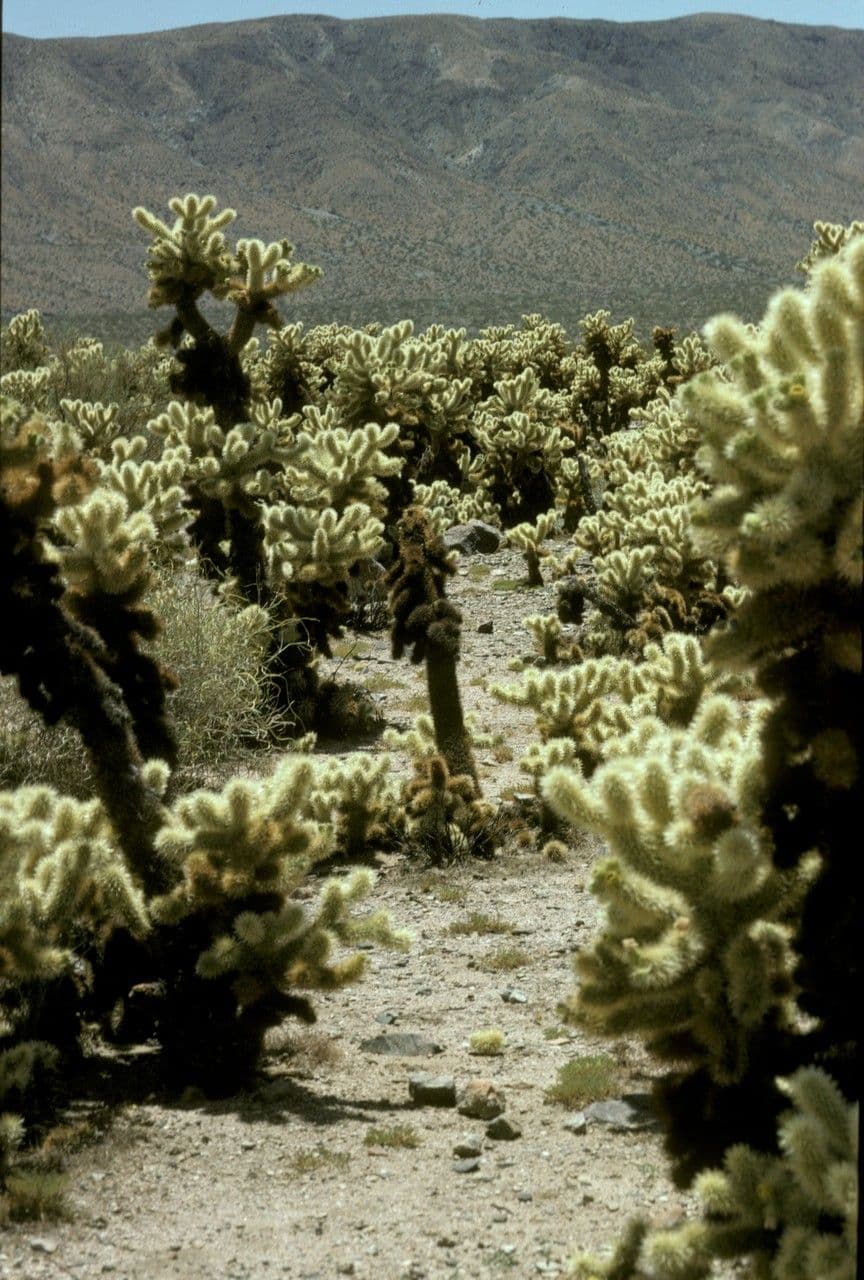 Cholla orsacchiotto 17