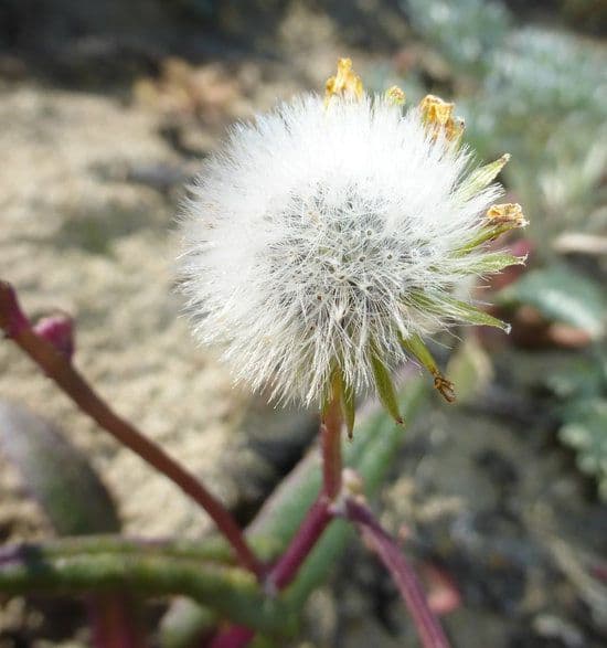 Senecio californiano