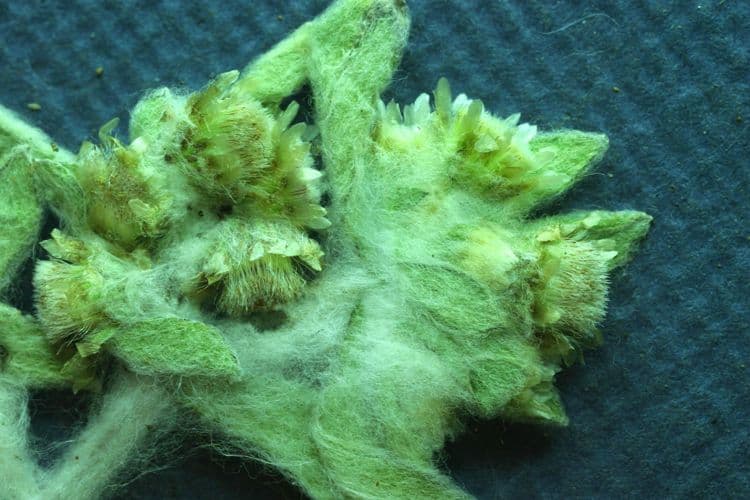 Gnaphalium 17