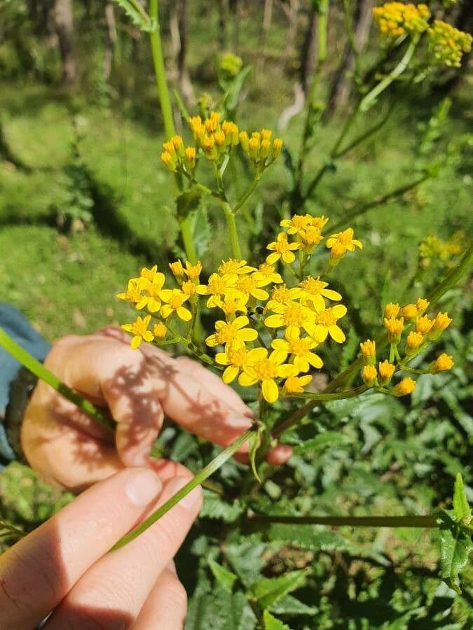 Senecio a foglie lineari 8