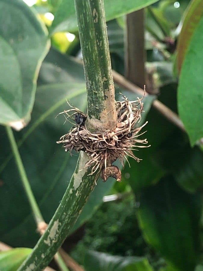 Medinilla 21