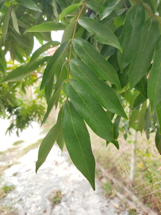 Swartzia cubana 3