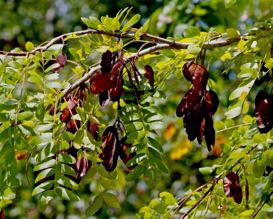 Gleditsia