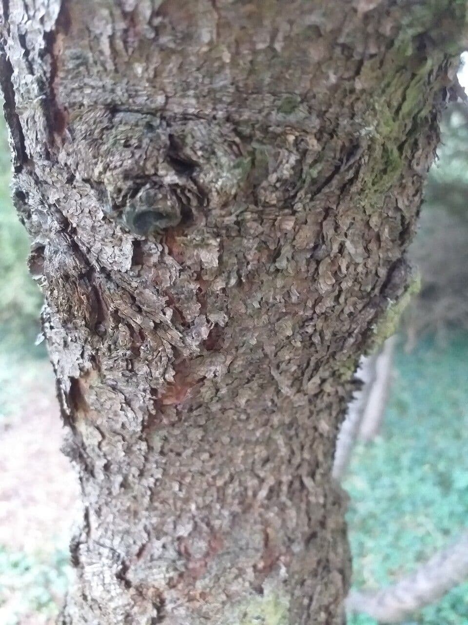 Abete nero 14