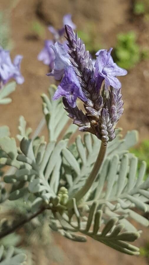 Lavendel 5