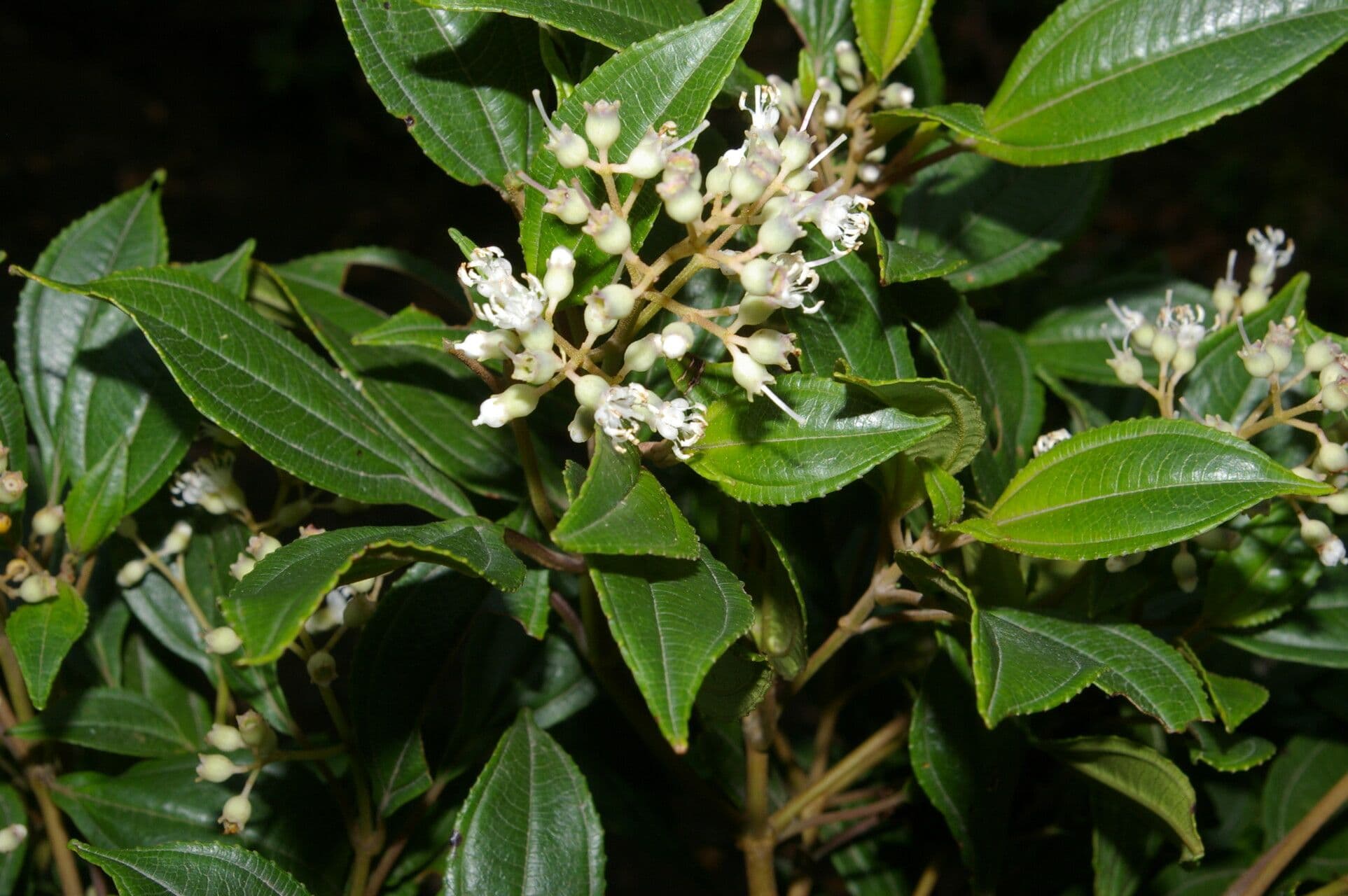 Miconia 4
