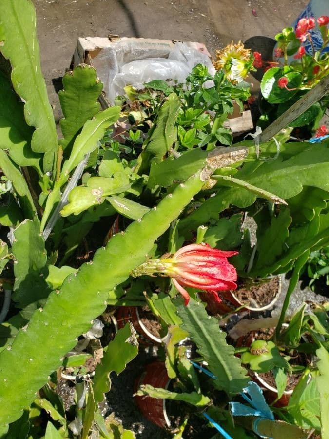 Disocactus 5